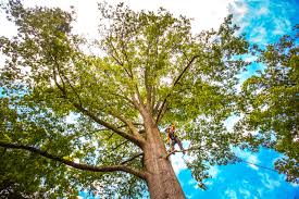 How Our Tree Care Process Works  in  Brisbane, CA