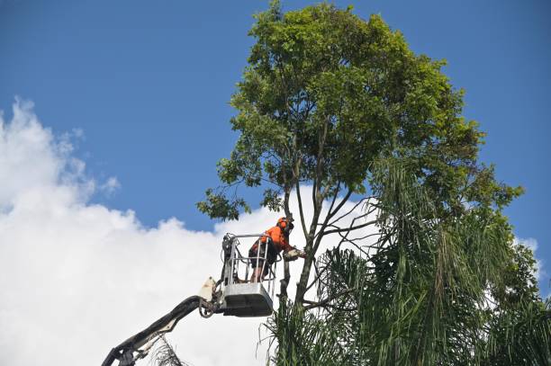 Reliable Brisbane, CA Tree Services Solutions