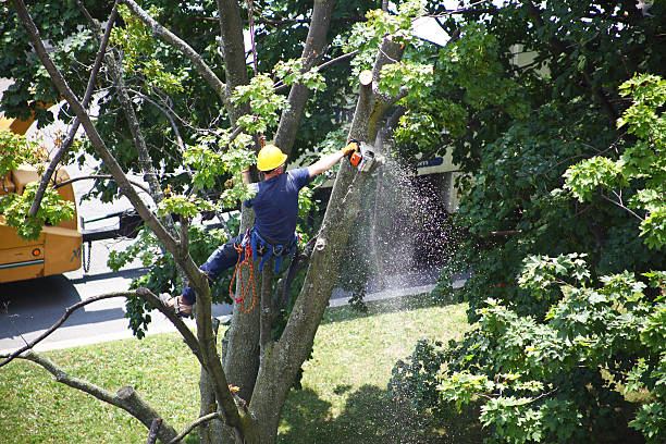 Tree and Shrub Care in Brisbane, CA